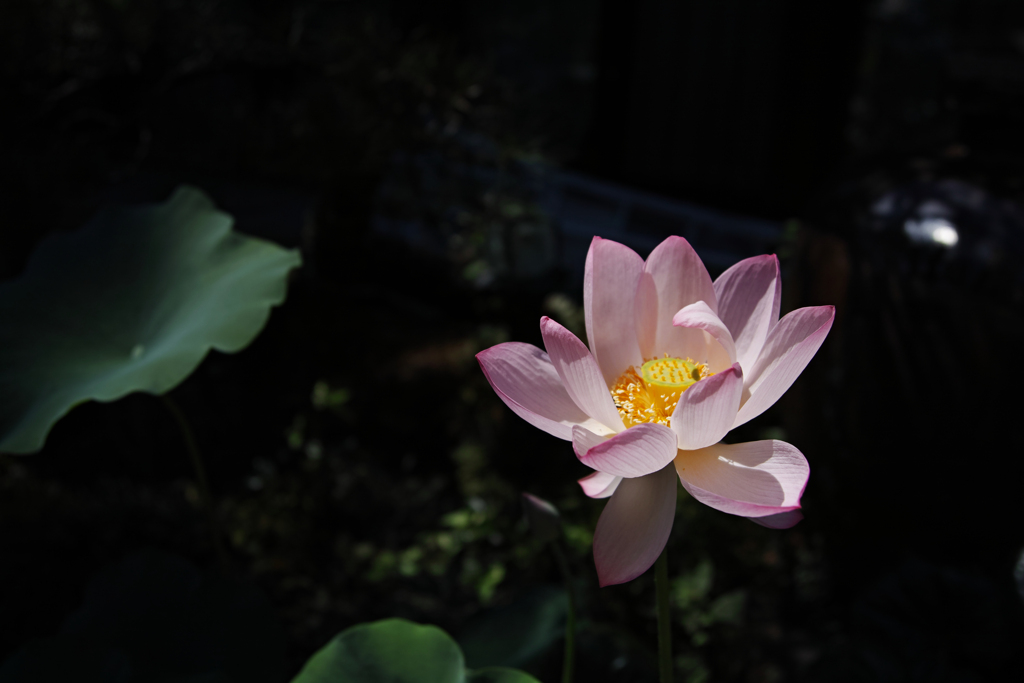 Photo_006
