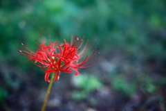 季節の花（秋）