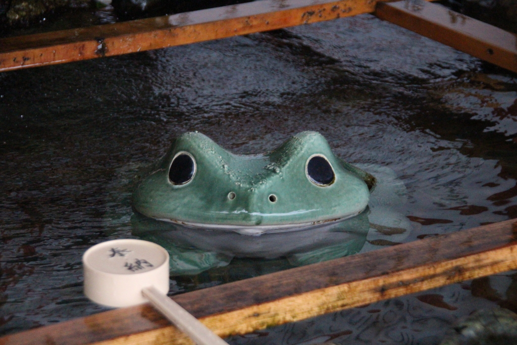 水中カエル
