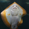 アカエイ