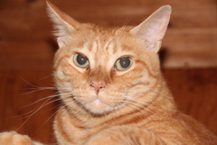 実家猫