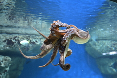 タコ