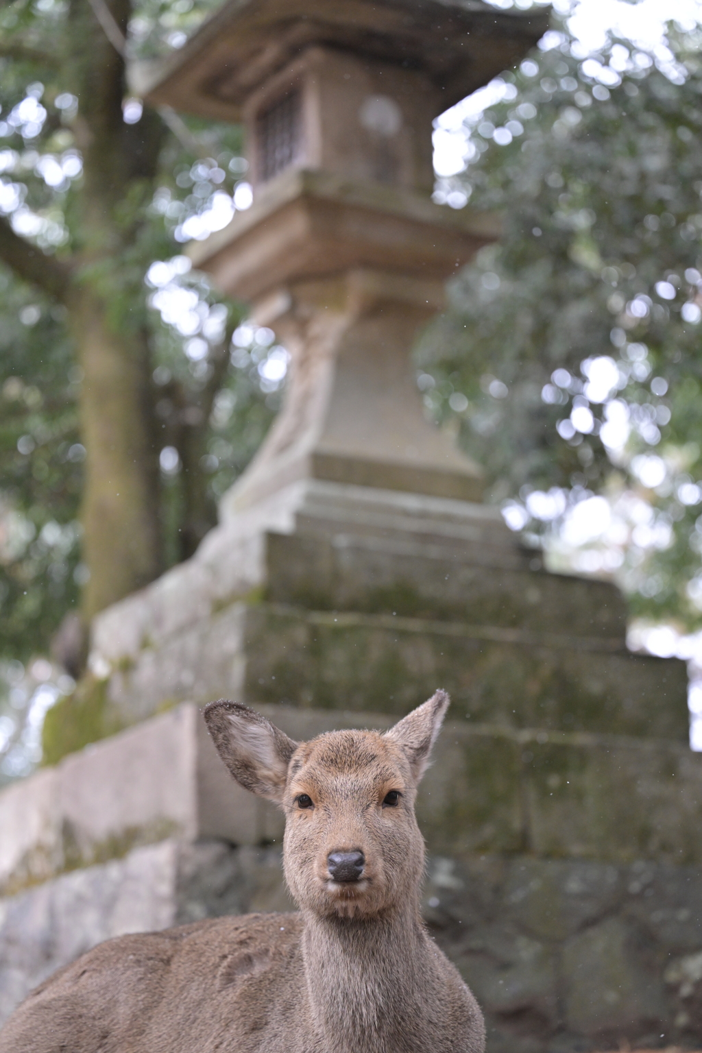 こんにちは鹿さん