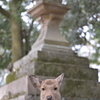 こんにちは鹿さん