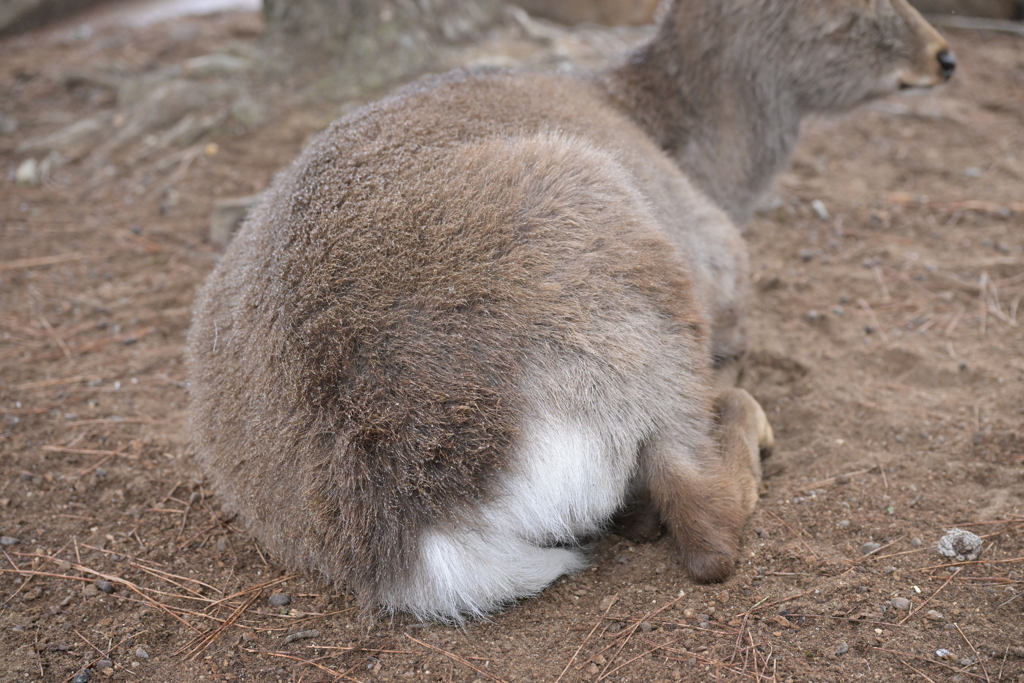 鹿尻4
