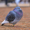 ぽっぽっぽ