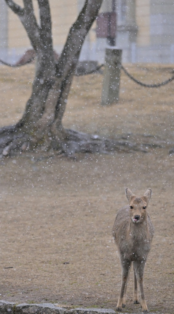 雪をペロリ