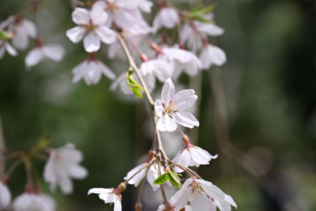桜と若葉
