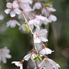桜と若葉