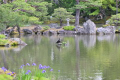 カワウ