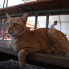 牧場の猫