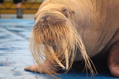 セイウチ