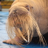 セイウチ