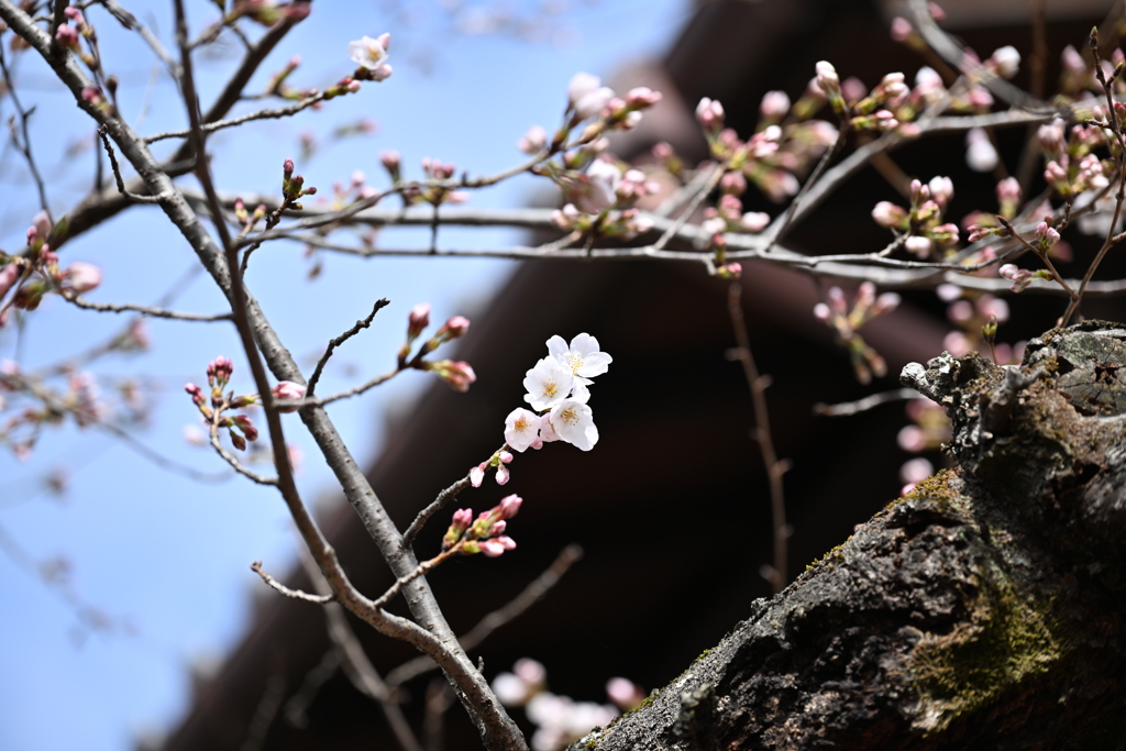 ばあちゃんちの桜
