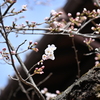 ばあちゃんちの桜
