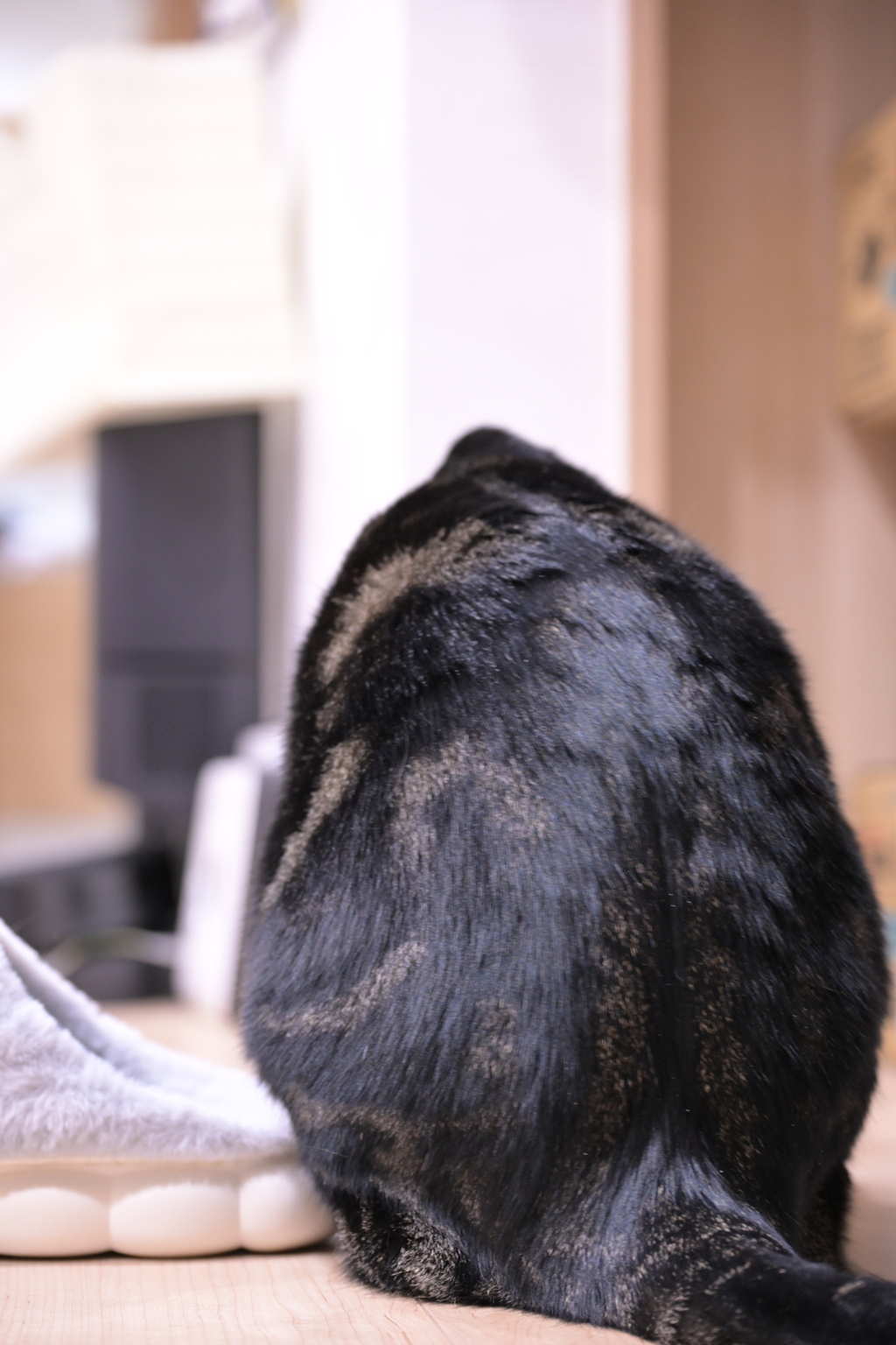 猫背