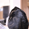 猫背