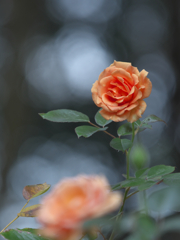 アシュラム　バラ