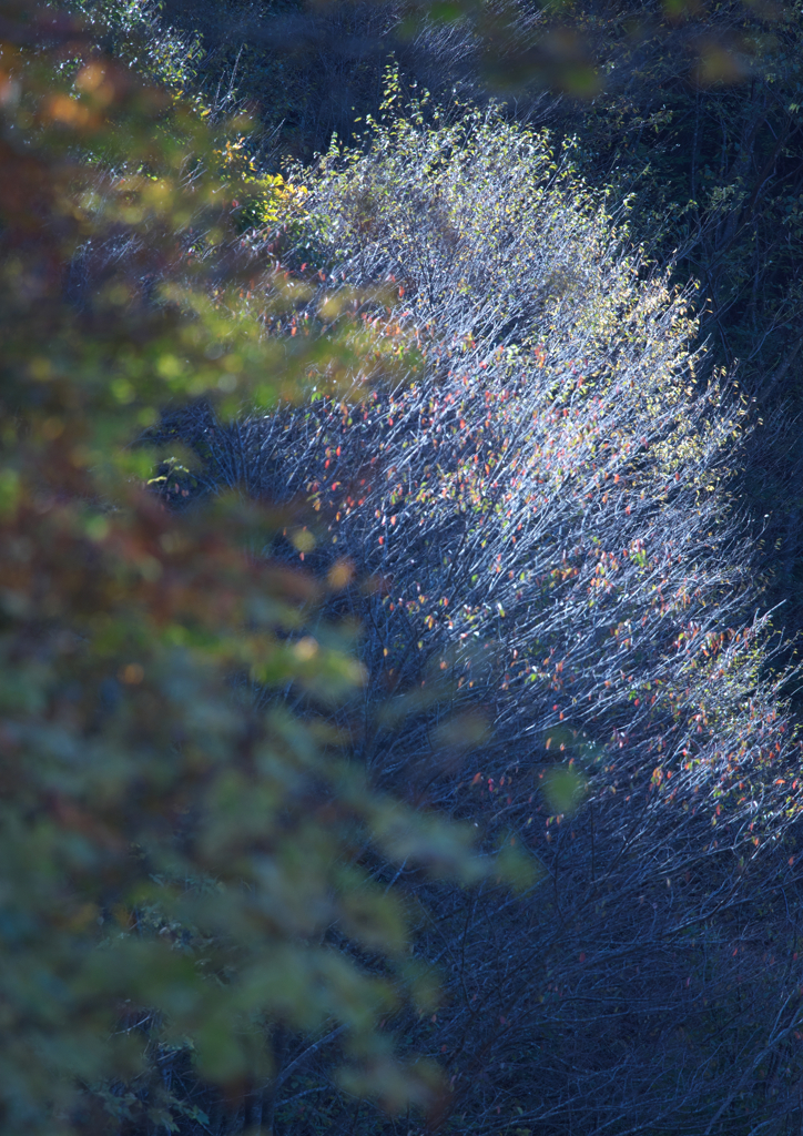 十一月のクリスマスツリー