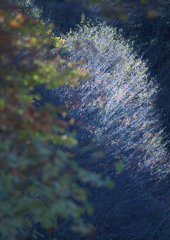 十一月のクリスマスツリー