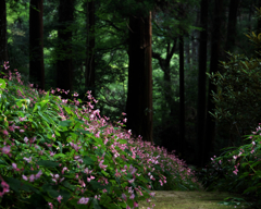 登山道
