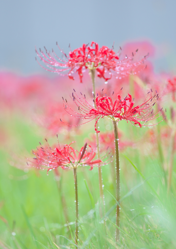 雨のヒガンバナ