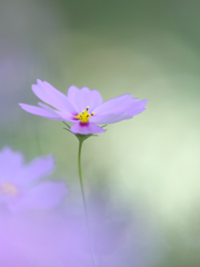 コスモスの花