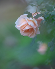 薔薇