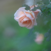 薔薇