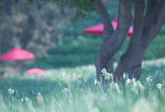 咲き始めた水仙