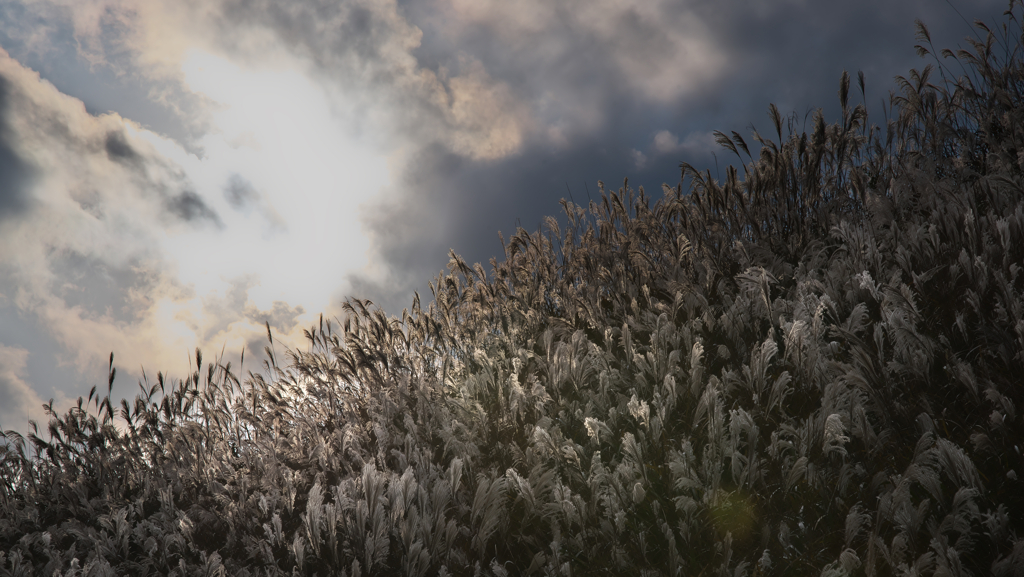 峠道　ススキ