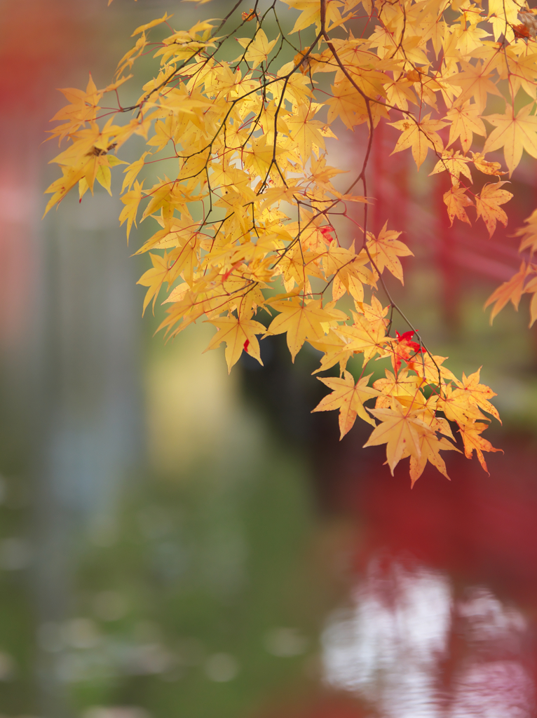 高野山往来　Ⅲ　蓮池