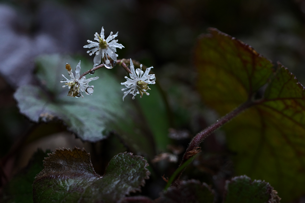 セリバオウレン