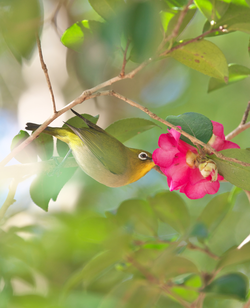 サザンカの咲く頃