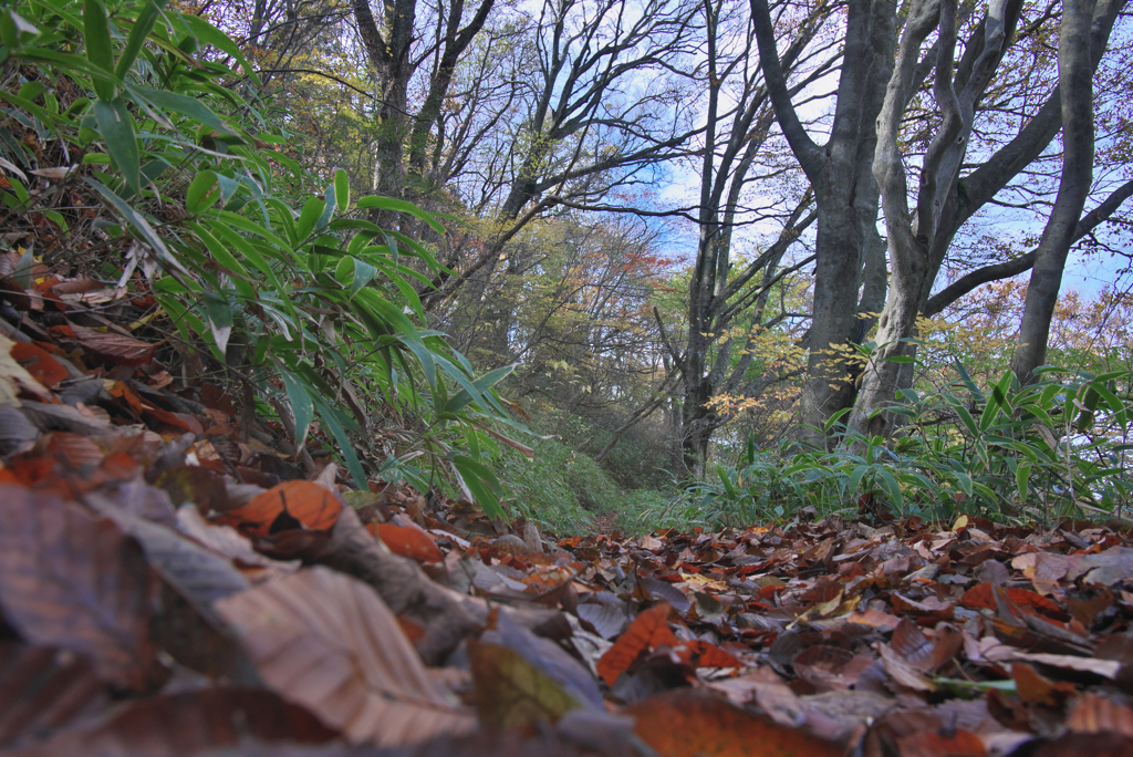 ぶな林落葉