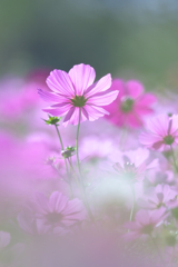 コスモス　