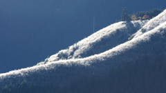 晩秋　尾根のススキ