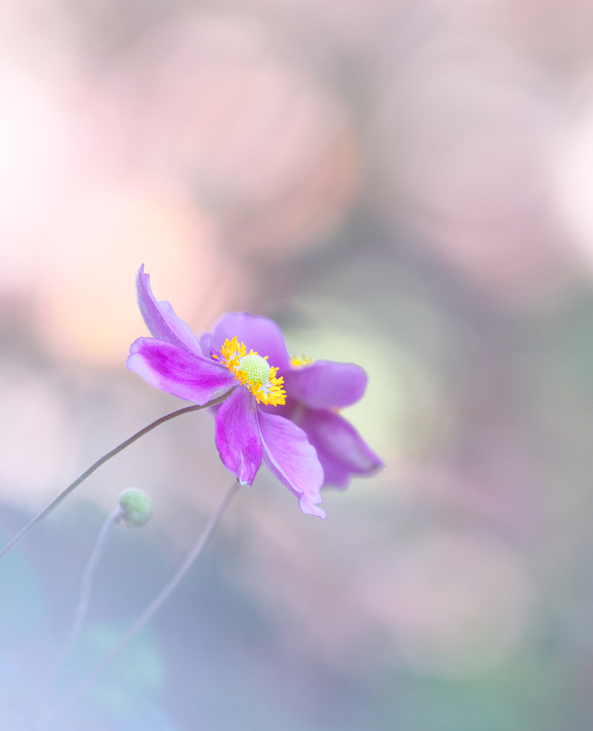 シュウメイギク　