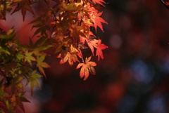 三渓園の紅葉