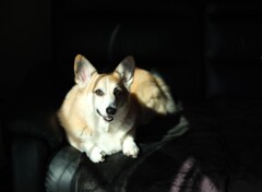愛犬