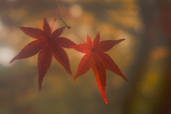 仲良く並んで