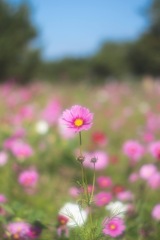 コスモス園で