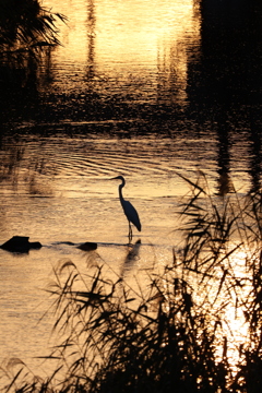 夕方の鳥