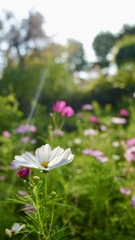 順光に輝く花々