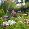 順光に輝く花々