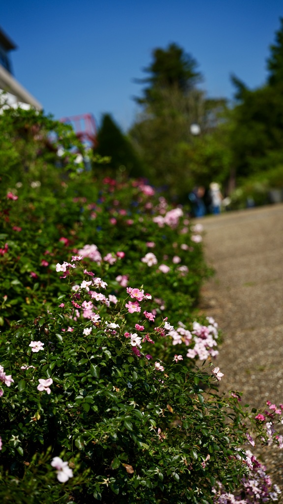 小坂道に花