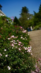 小坂道に花