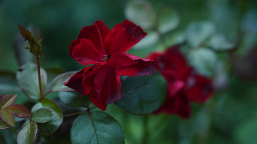 紅色の花