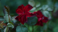 紅色の花
