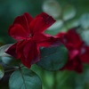 紅色の花